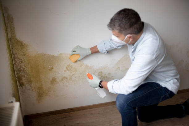 Best Forensic Mold Investigation  in Stro Valley, CA