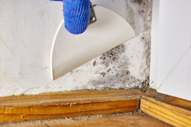 Best Mold Documentation for Insurance Claims  in Stro Valley, CA